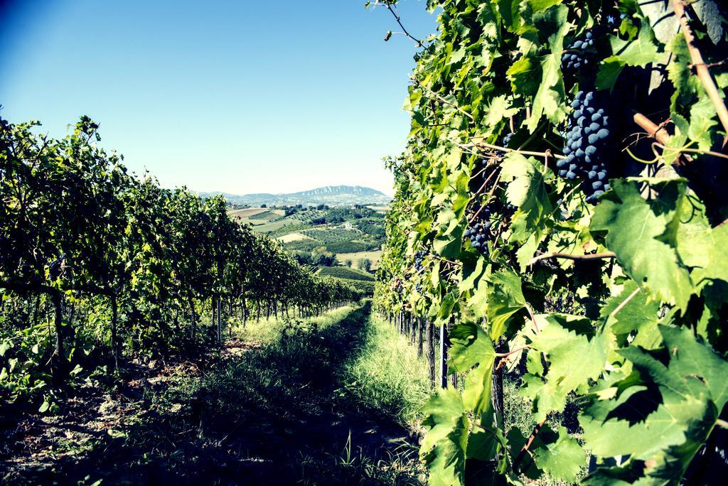 Tenuta Santini Villa Coriano Exterior photo